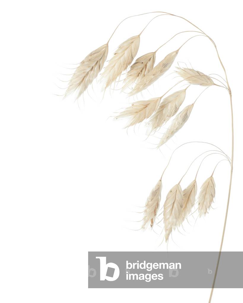Bromus squarrosus/Planed Bromine