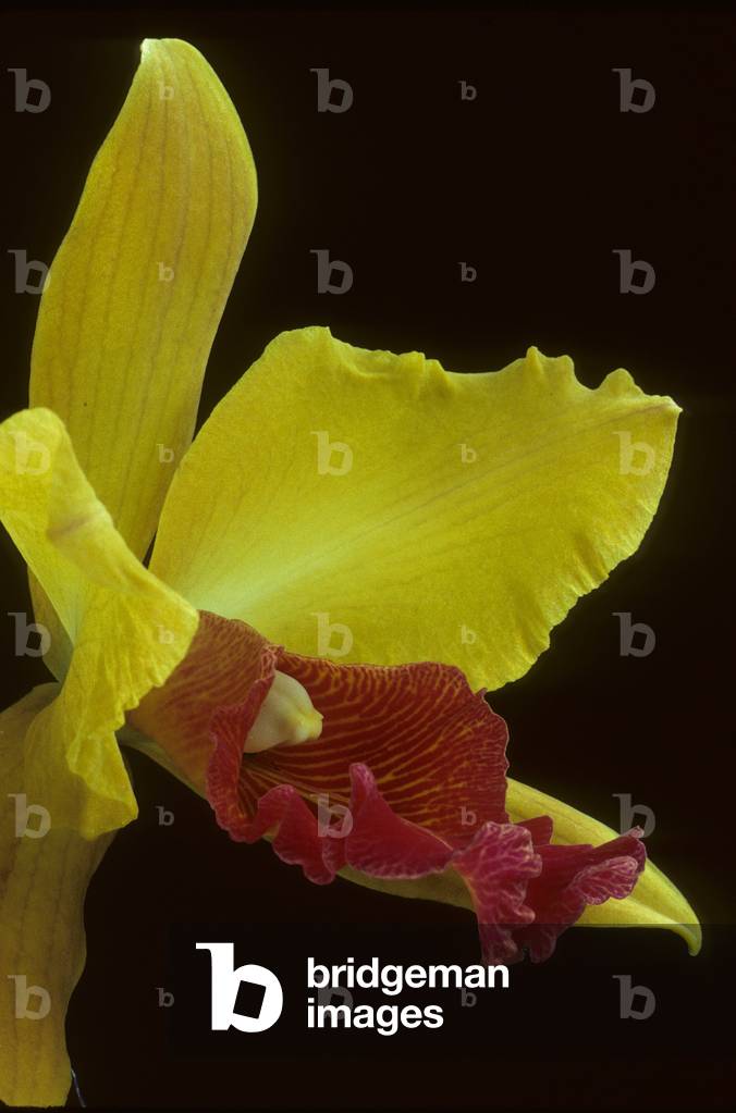 x Laeliocattleya