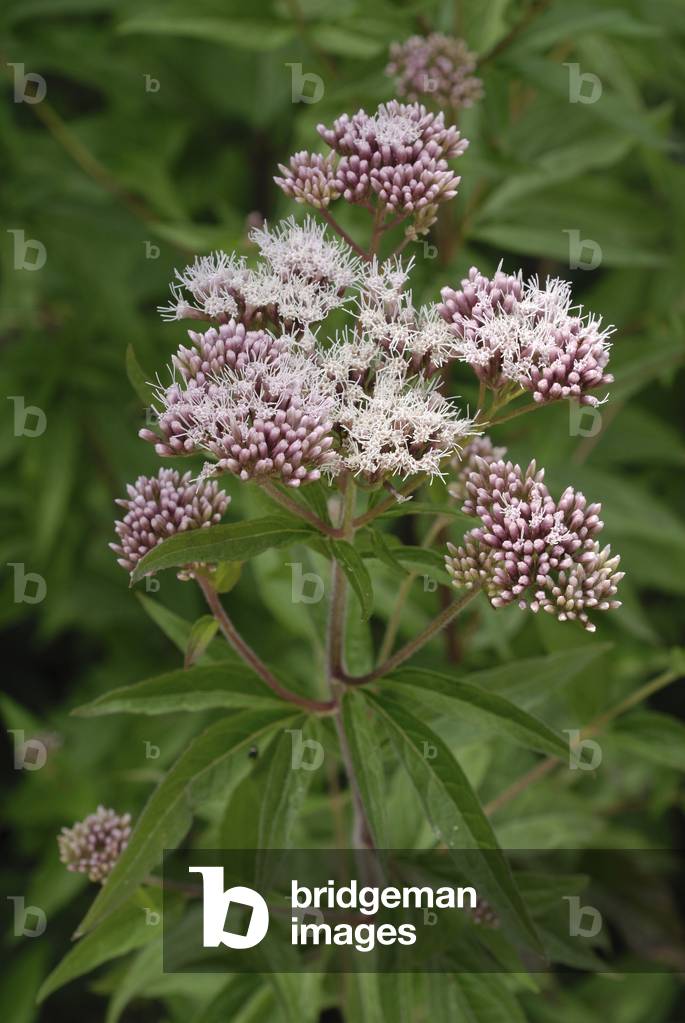 Eupatorium cannabinum/Chanvrin eupatorium/Hemp agrimony