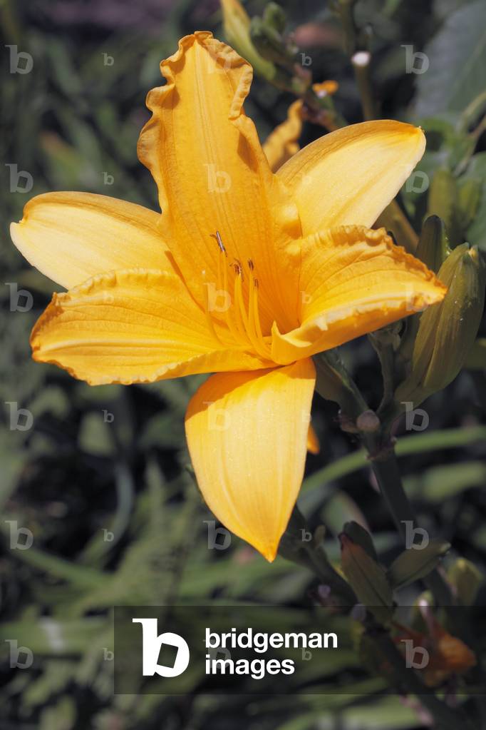 Hemerocallis x/Hemerocalle 'Inca Gold'/Day Lily/Daylily