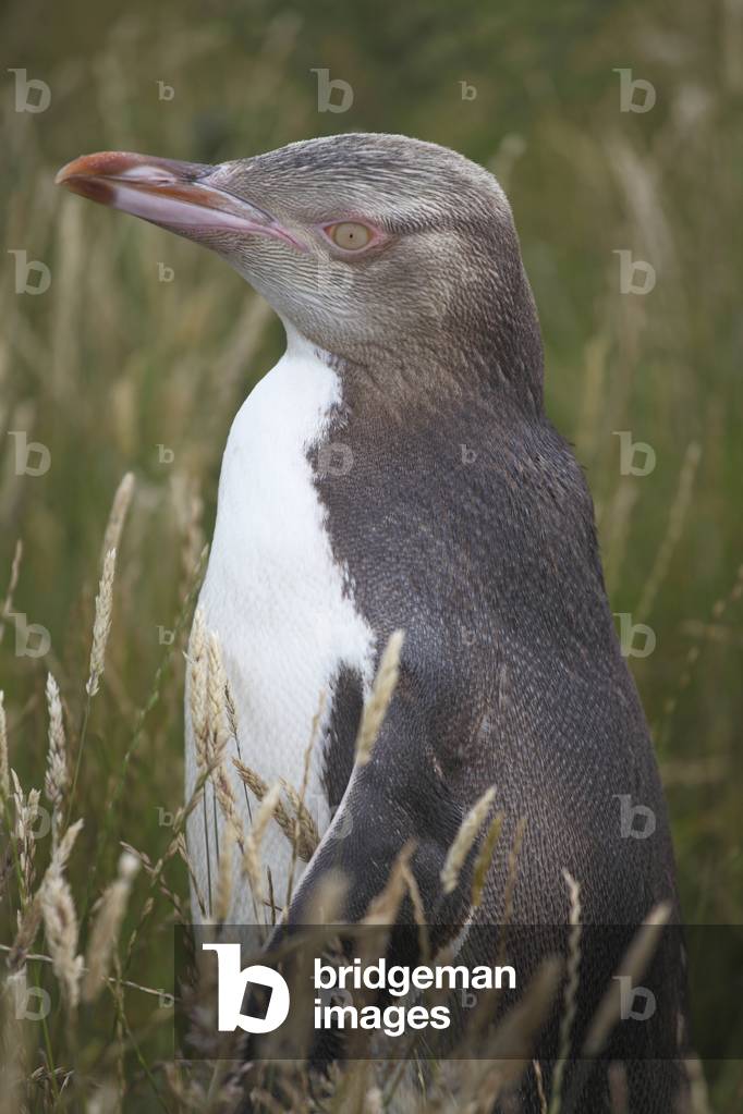 Antipode Megadypts/Yellow Eye Penguin/Antipode Penguin