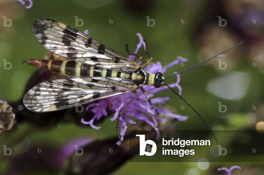 Panorpa communis/Scorpion Fly/Female