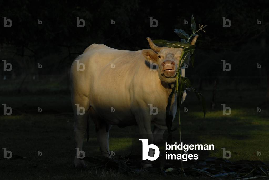 Cow/Breed: Charolaise/Cow