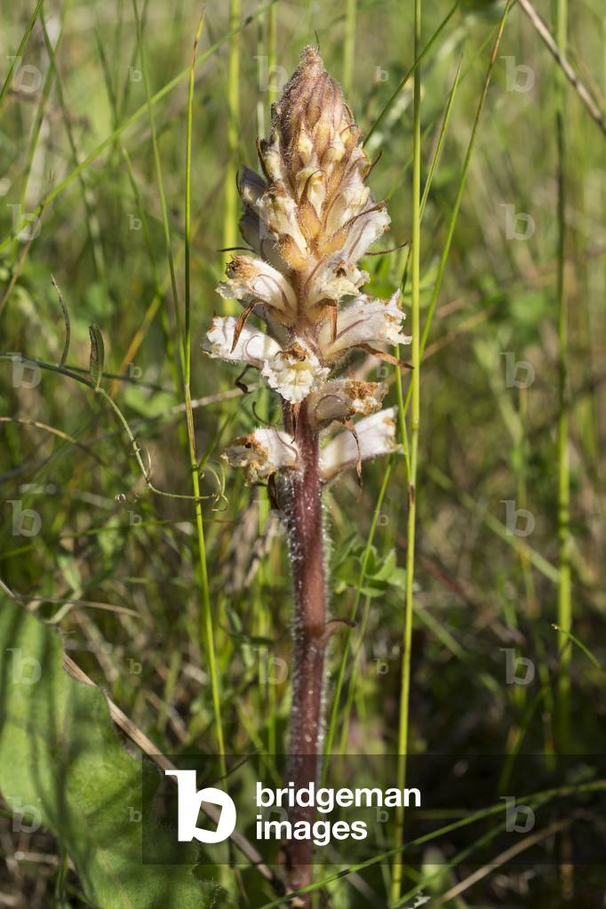 Orobanche