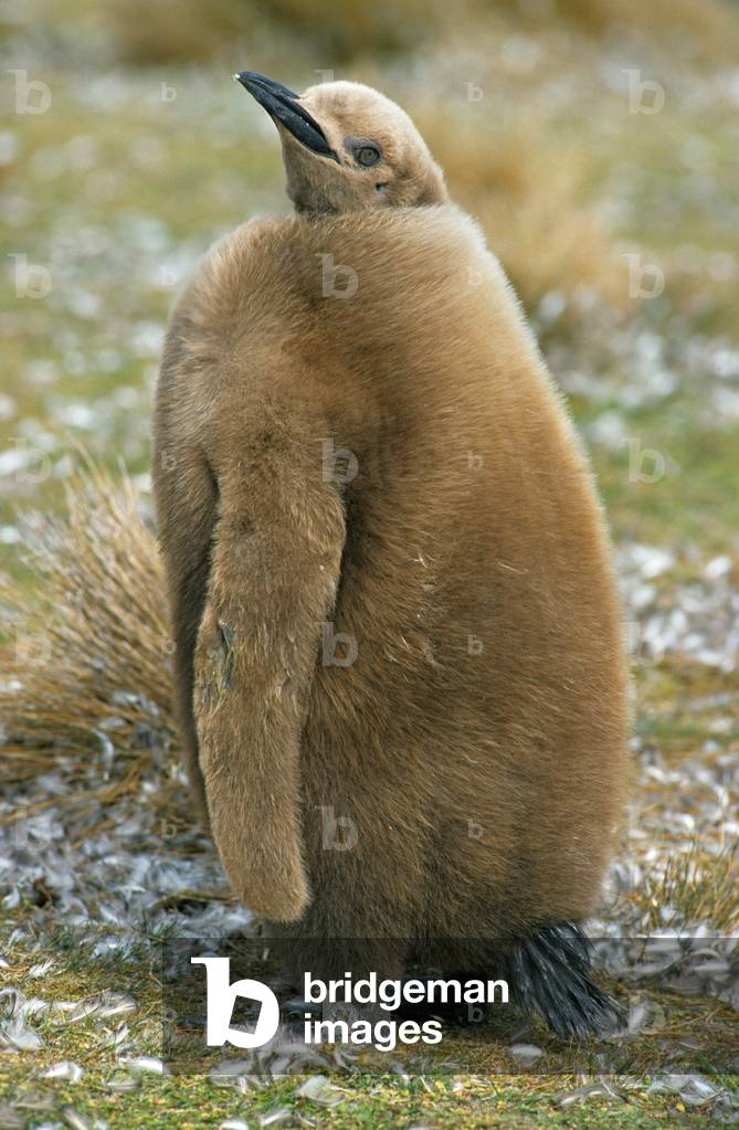 Aptenodytes patagonicus/Royal Penguin/King Penguin/Falkland Islands