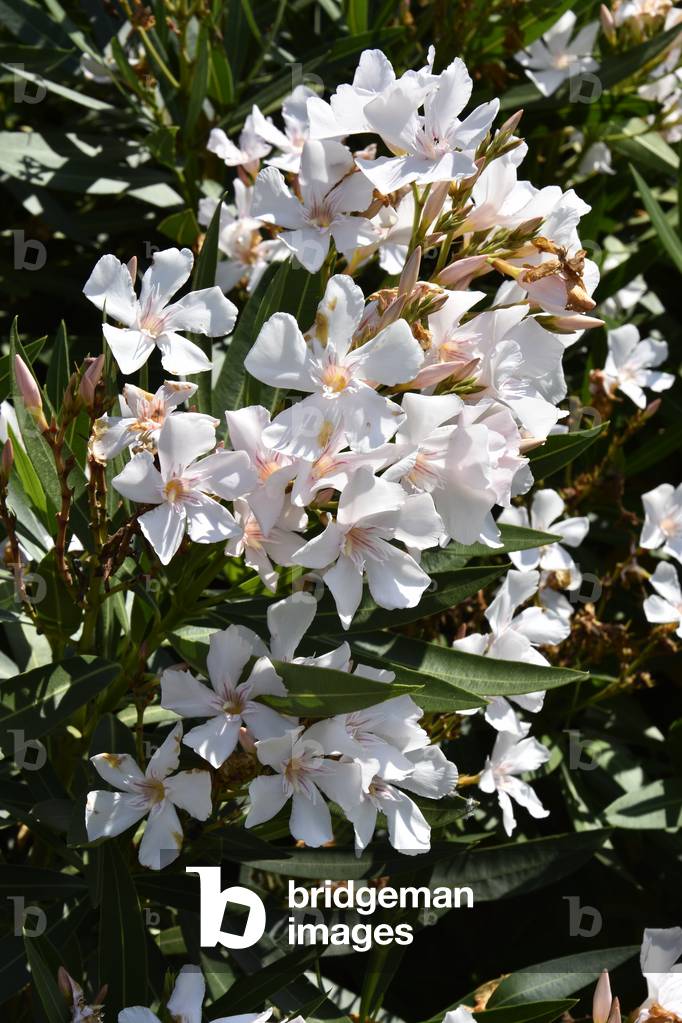 Nerium oleander, Pink laurel (photo)
