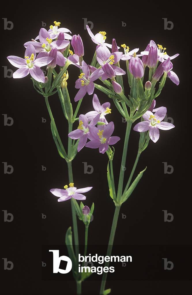 Erythraea centaurium/Erythree small centauree/Centaury