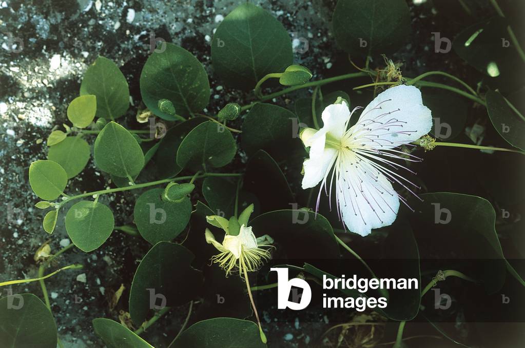 Capparis spinosa/Spiny Capraying/Spiny Caper