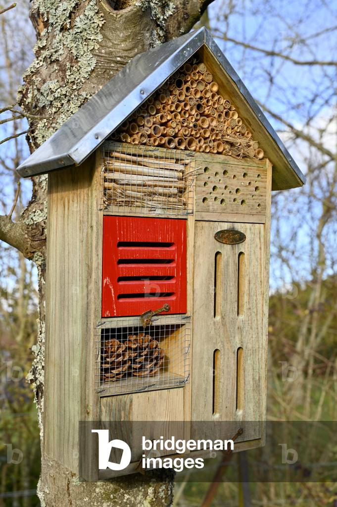 house and nest for insects (photo)