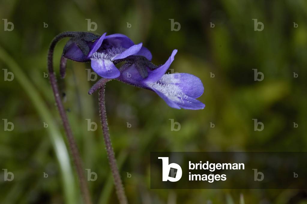 Pinguicula leptoceras/Grassette a spur etroit/Grassette bleu des Alpes/Grassette a spur grele/Southern Butterw