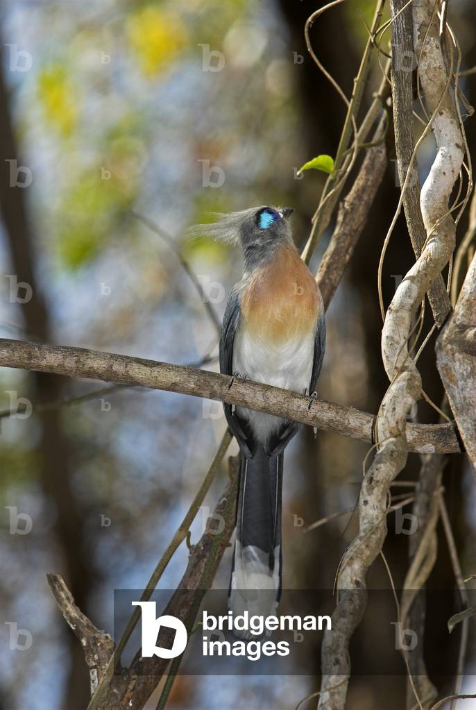Coua cristata/Coua huppe/Crested Coua