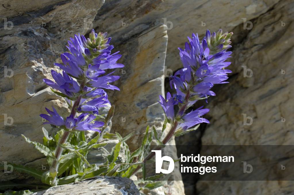Campanula spicata/Campanula en epi
