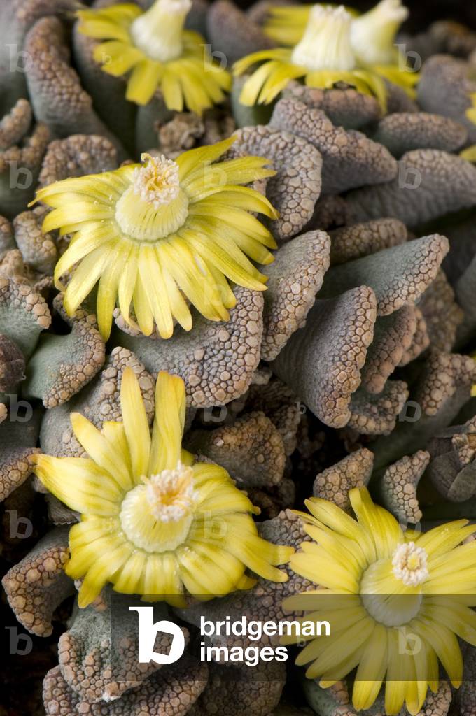 Titanopsis calcarea