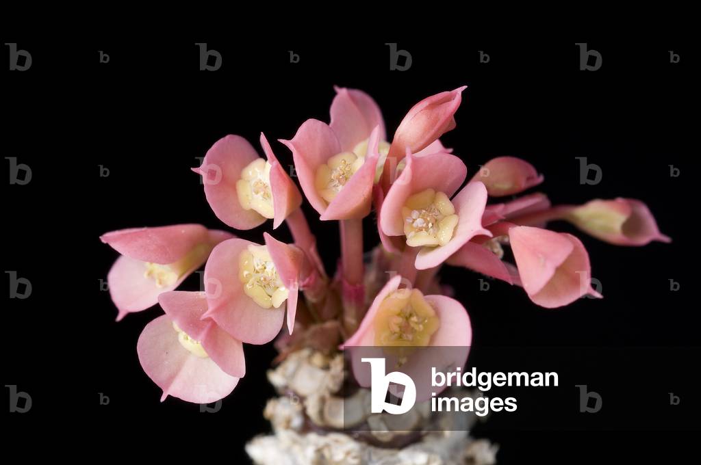 Euphorbia ankarensis/Euphorbo