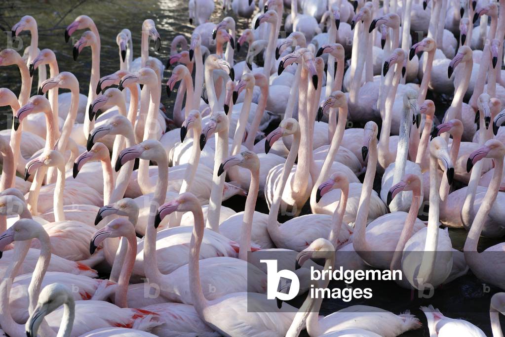 Phoenicopterus ruber roseus/Flamingo Pink/Greater Flamingo