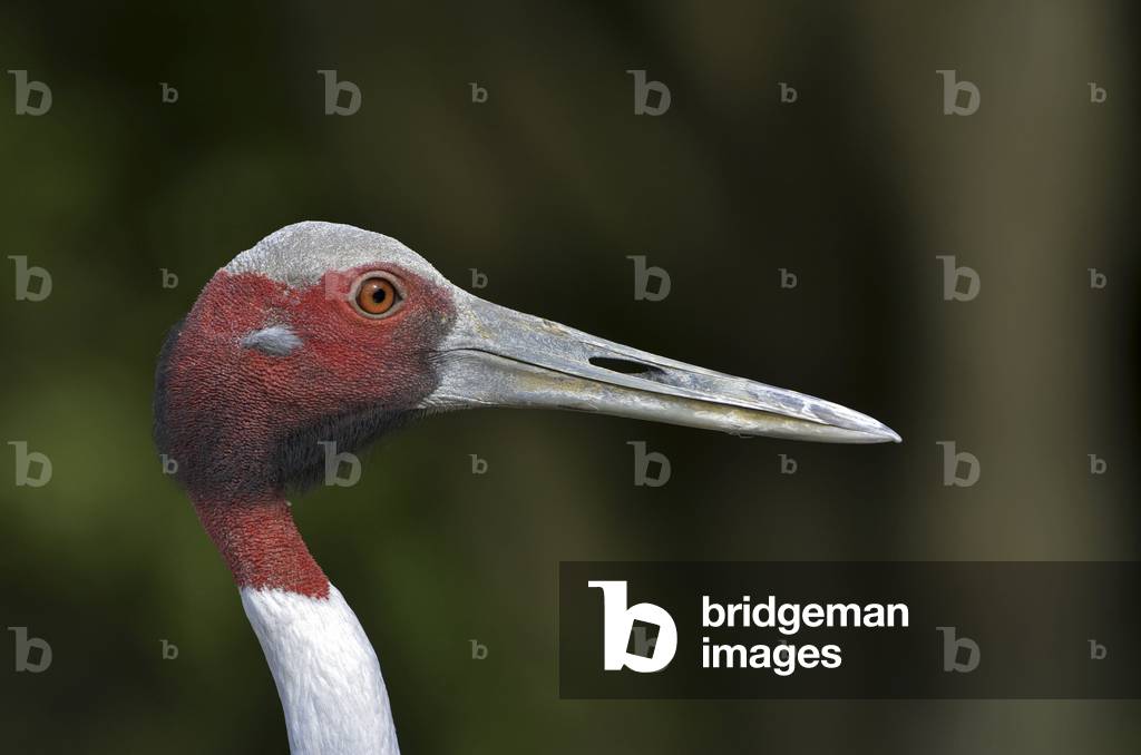 Image of Photography depicting Antigone grus/Antigone crane/Sarus Crane