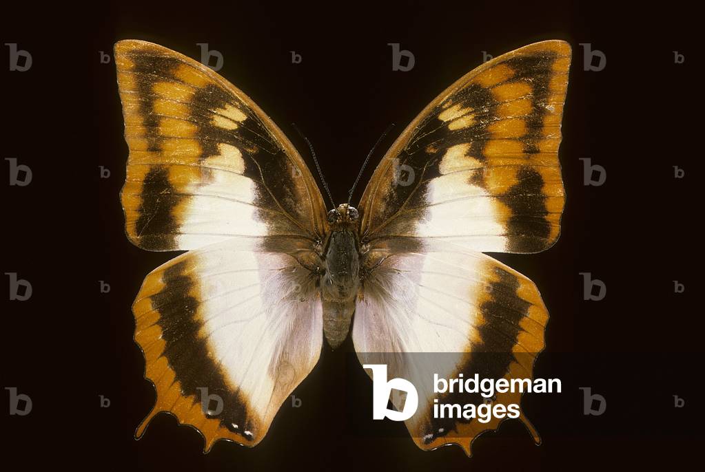 Azota protoclea charaxes