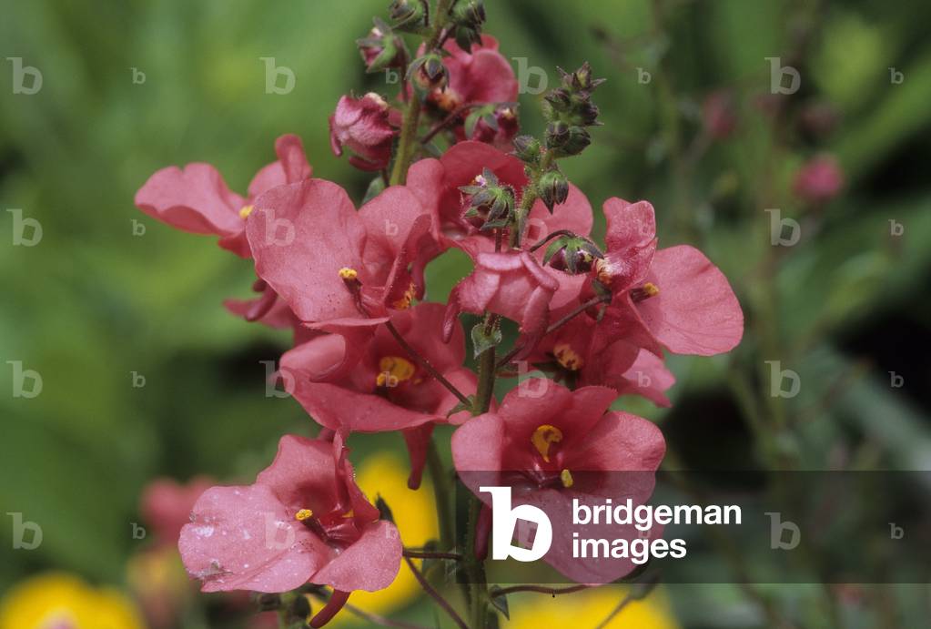 Diascia x/Diascia 'Coral Belle'