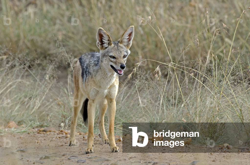 Black Backed Jackal/Black Backed Jackal