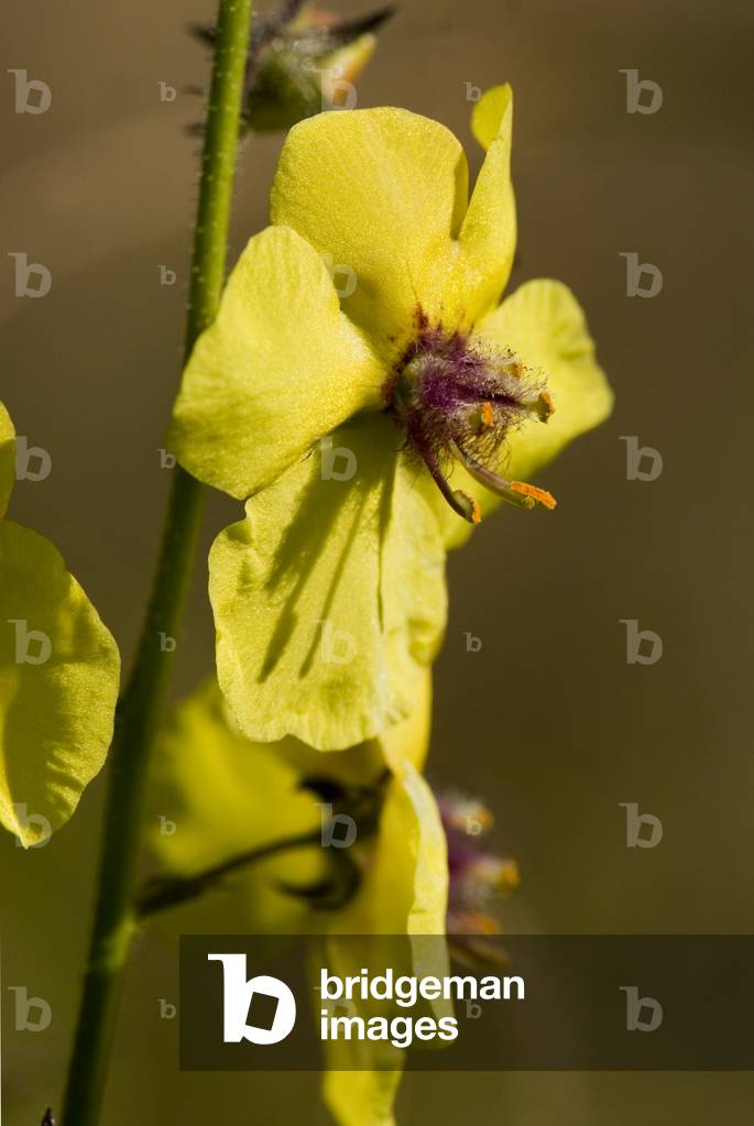 Verbasum blattaria/Moleene Blattaire/Moth Grassgrass/Moth Mullein