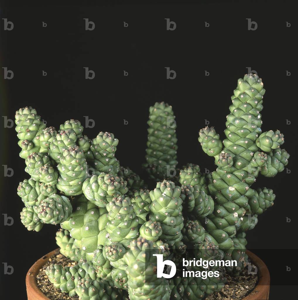 Monadenium ritchei