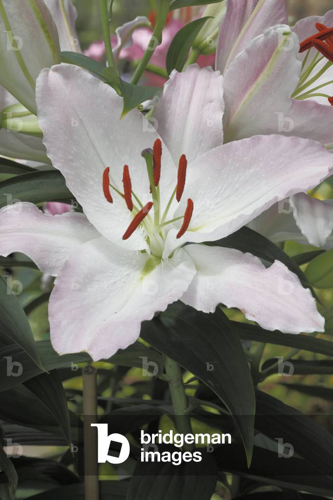 Lilium x/Oriental Hybrid Lily 'Lake Michigan'