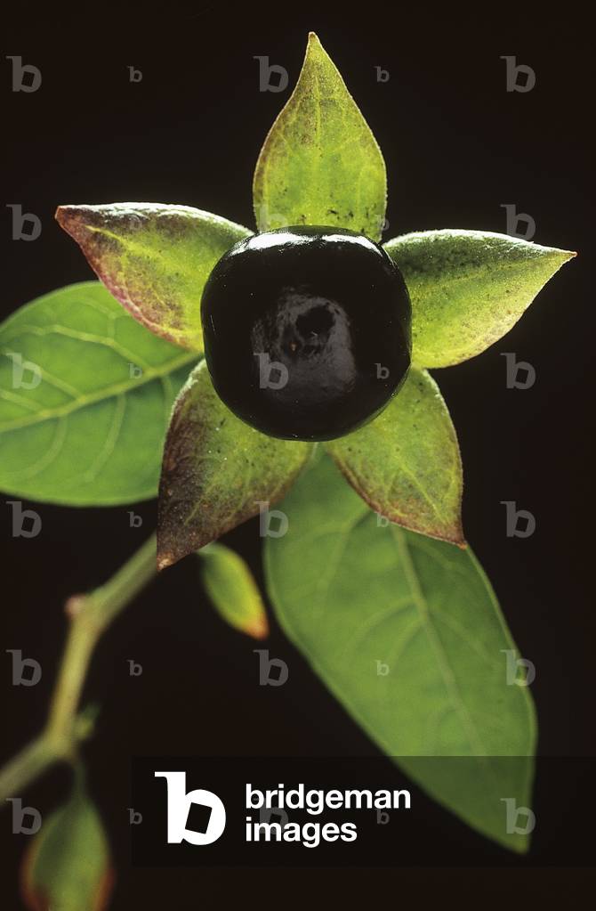 Atropa belladona/Belladonna/Deadly Nightshade/Dwale