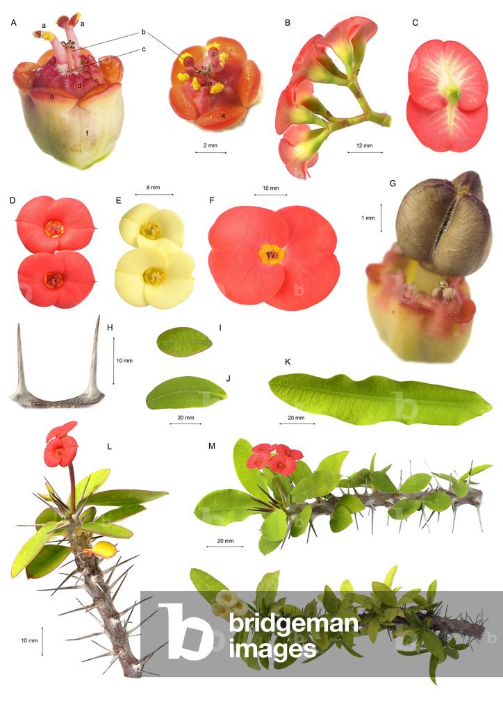 Botanical board/Euphorbia milii/Euphorbia/Spine of Christ/Christ Thorn