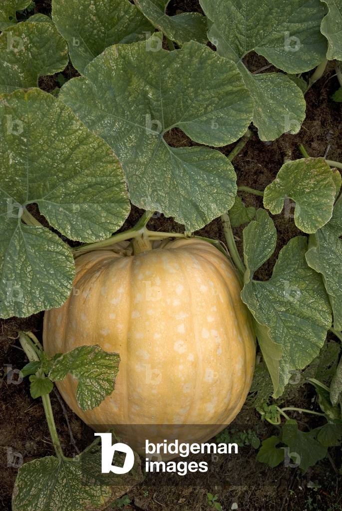 Cucurbita pepo/Squash 'Cream of the Crop'