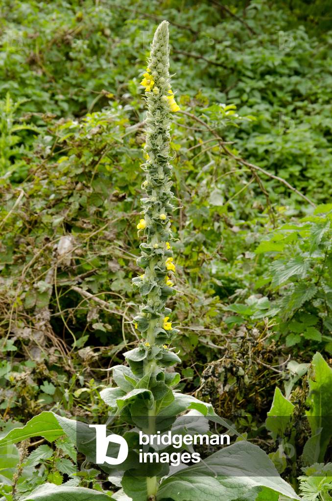Verbasum thapsus/Molene white broth/Flannel Plant