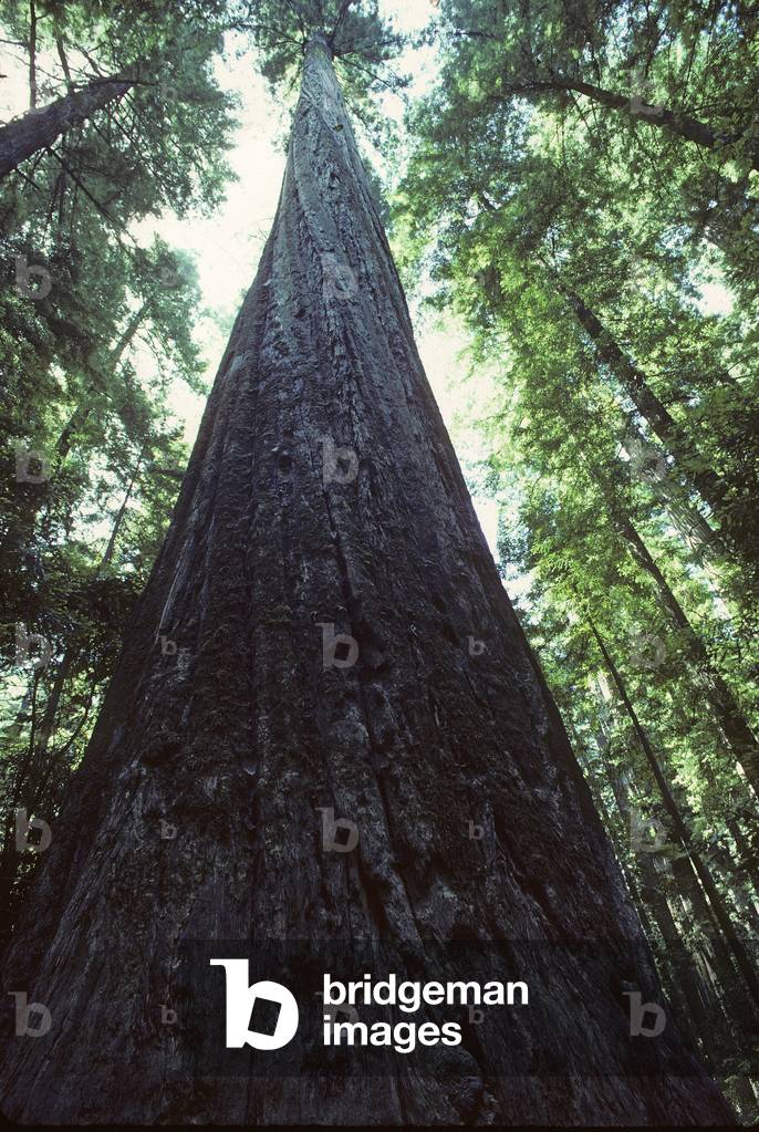 Sequoia sempervirens/Sequoia always green/Redwood National Park/California/USA/UNESCO class site