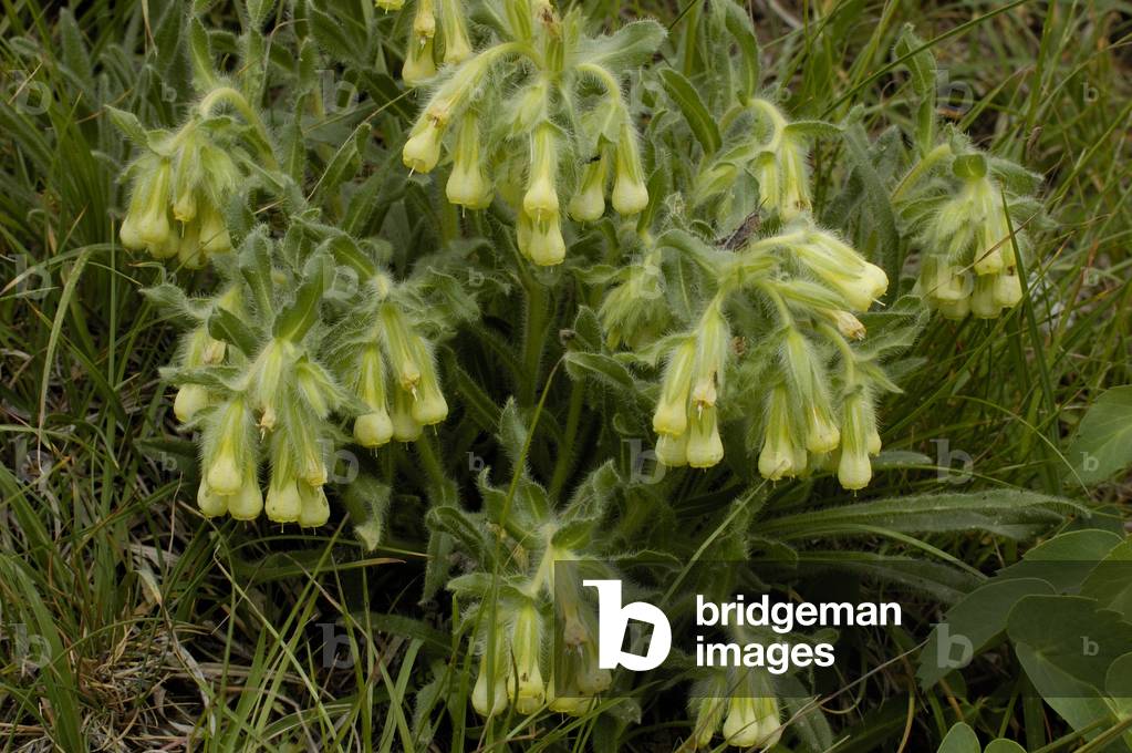 Onosma fastigiata/Onosma fastigie/Fastigiee Orcanette