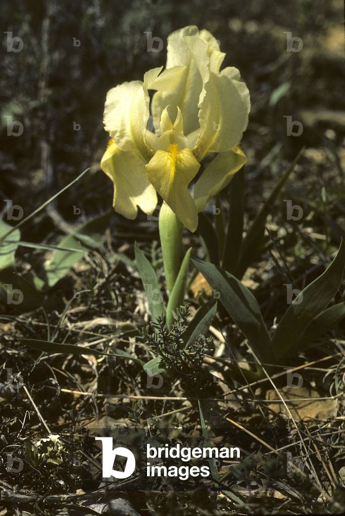 Iris pumila/Dwarf Flower by Luce