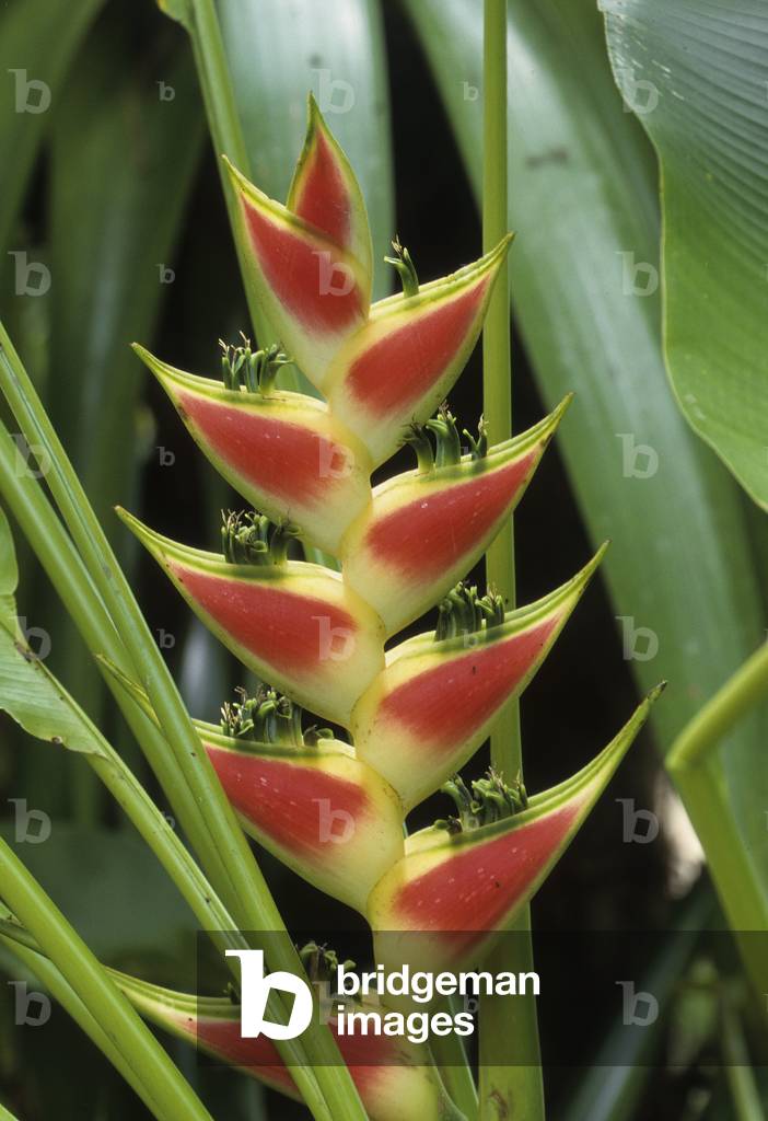 Heliconia wagneriana/Heliconia de Wagner/Biglier