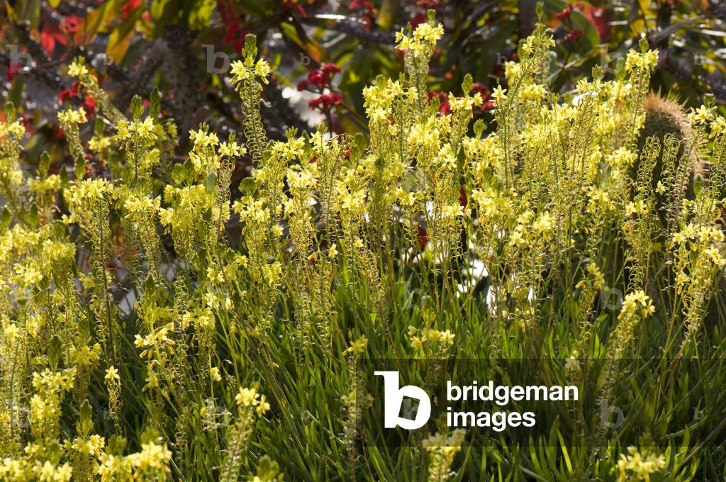 Bulbine alooides/Bulbine