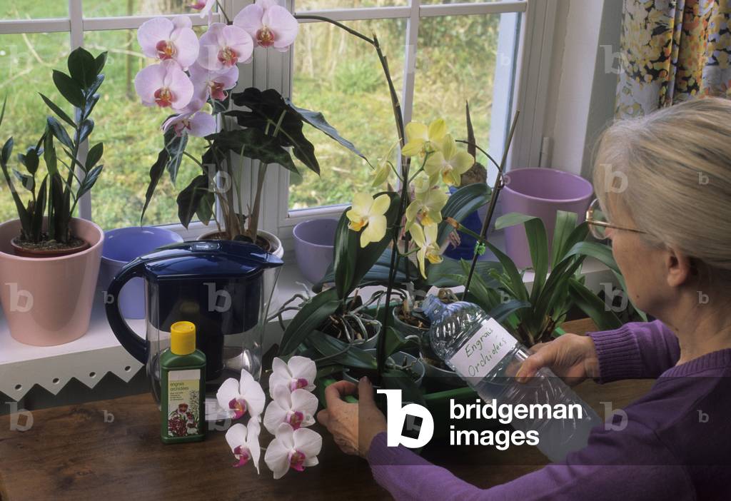 Fertilization/Fertilizer Intake/Phalaenopsis