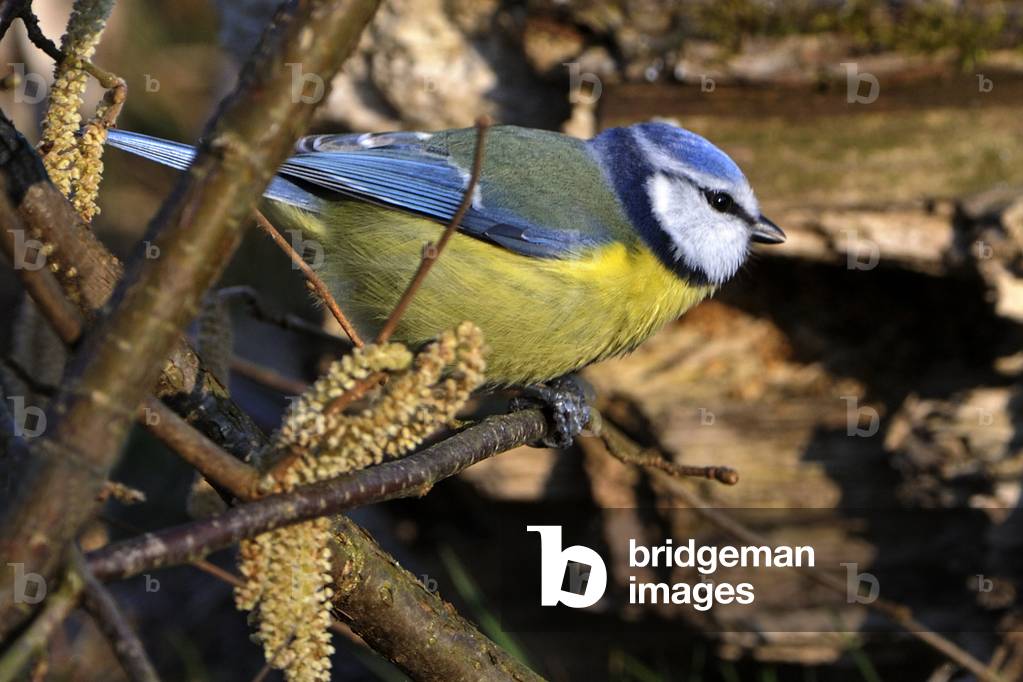 Parus caeruleus/Cyanistes caeruleus/Mesange bleu/Blue Tit