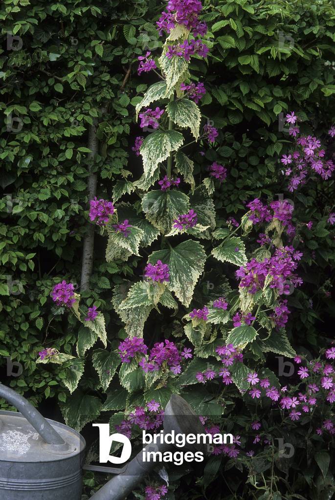 Image of Lunaria annua 'Variegata' / Lunaire annuelle panachee / Monnaie du