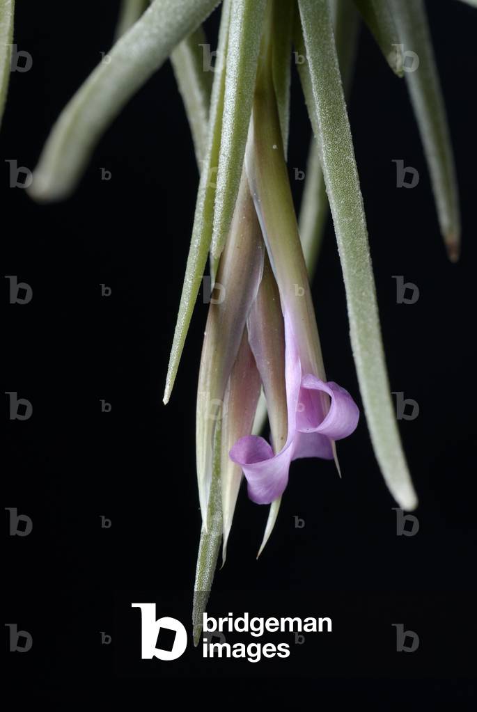 Tillandsia argentina
