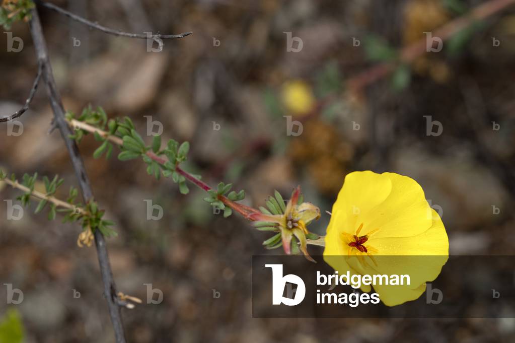 Bild von Fotografie "Balbisia peduncularis/Flor de San Jose"