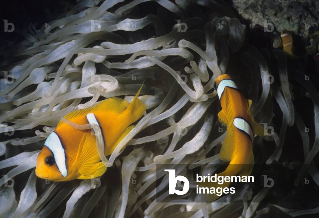 Bicinctus Amphiprion/Two-band Clown Fish/Red Sea Clownfish/Twobar Anemonefish