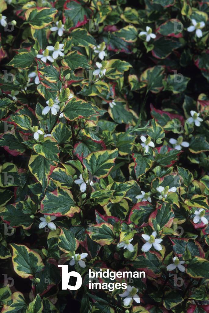 Houttuynia cordata/Houttuynia 'Chameleon'