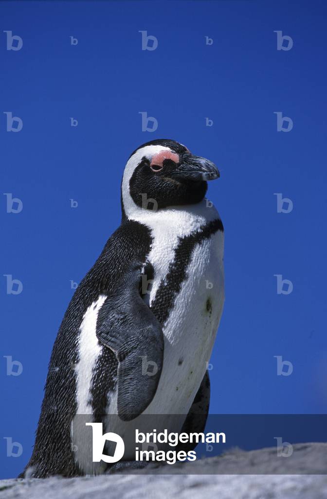 Spheniscus demersus/Cape Penguin/African penguin-jackas, b/w