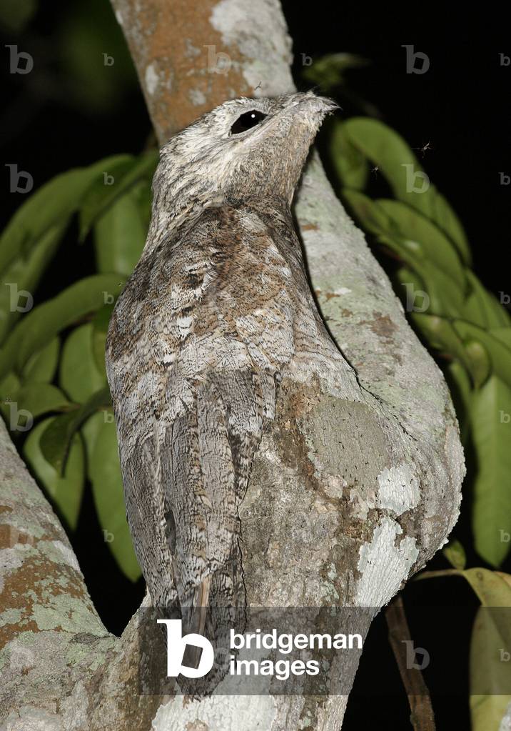 Nictibius grandis/Ibijau geant/Great Potoo