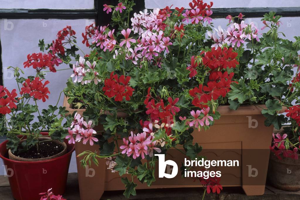 Pelargonium x/Pelargonium 'Cocorico'