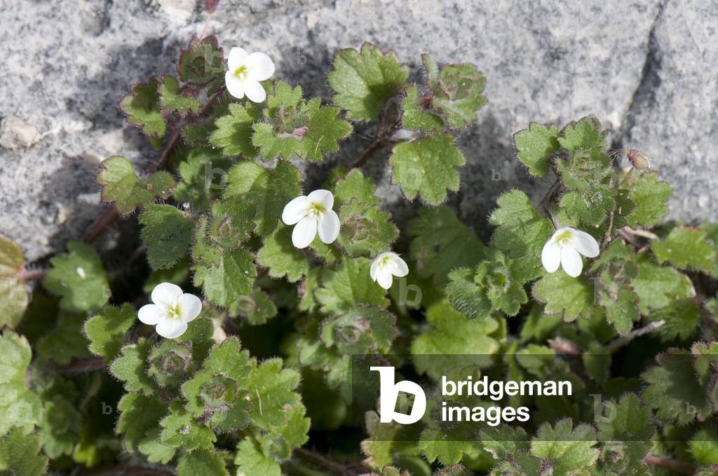 Veronica cymbalaria/Veronica cymbalaria