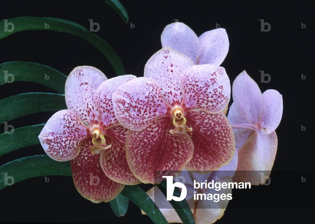 Vanda x 'La Tuilerie'