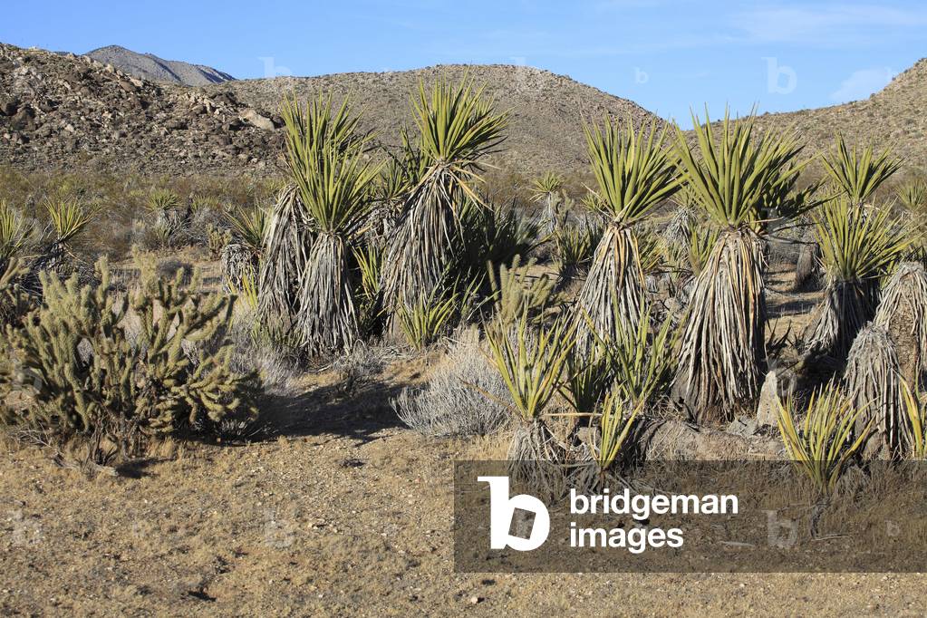 Yucca schidigera/Mojave Yucca