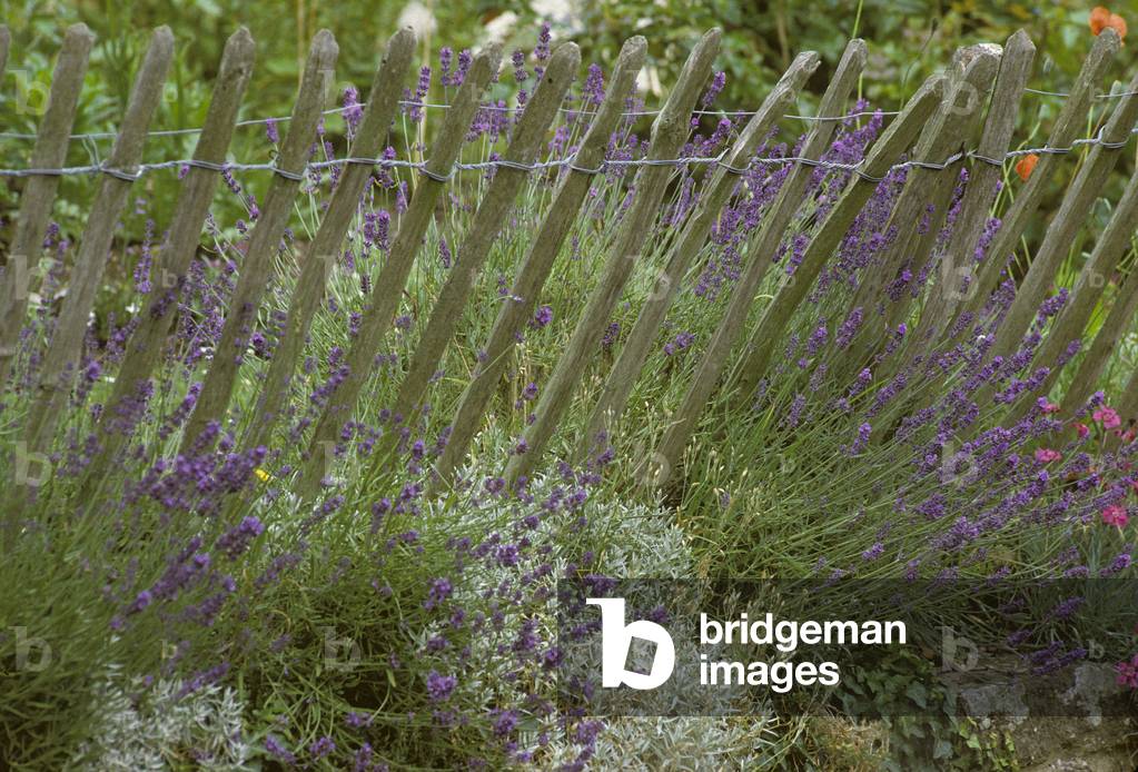 Wooden Fence/Lavendula sp./Lavender