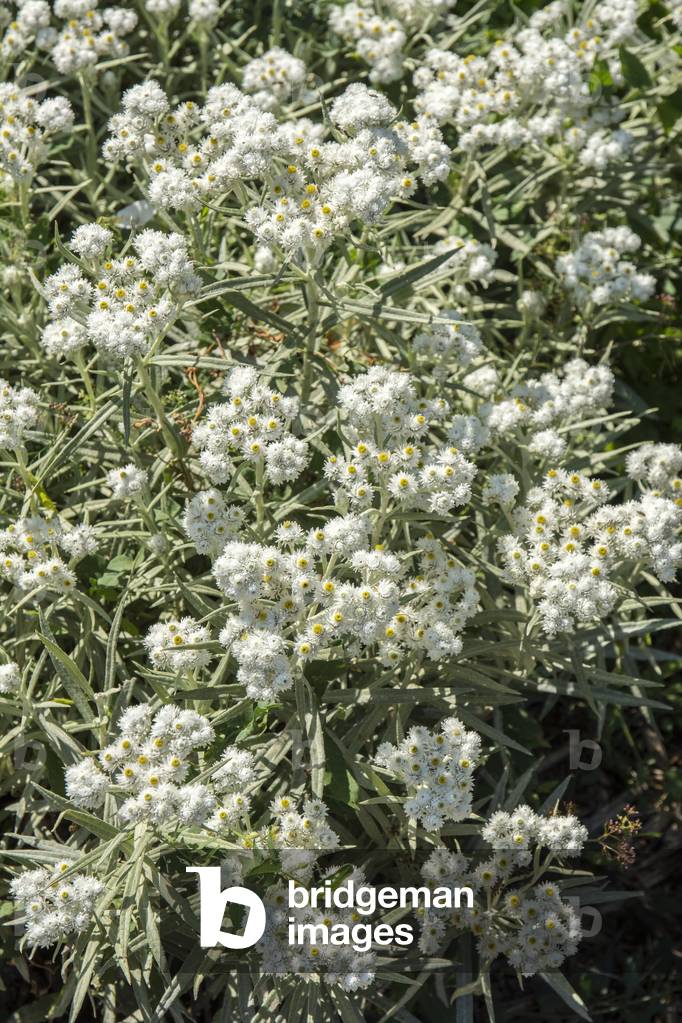 Anaphalis margaritacea/Immortelle Silver
